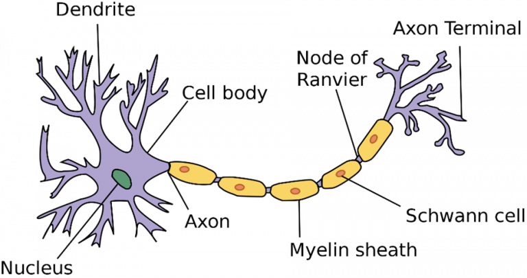 THALES: A Deep Neural Network (DNN) Developed Entirely by OBI.